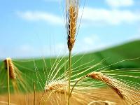 Fotograf�a: Trigo y Ciza�a